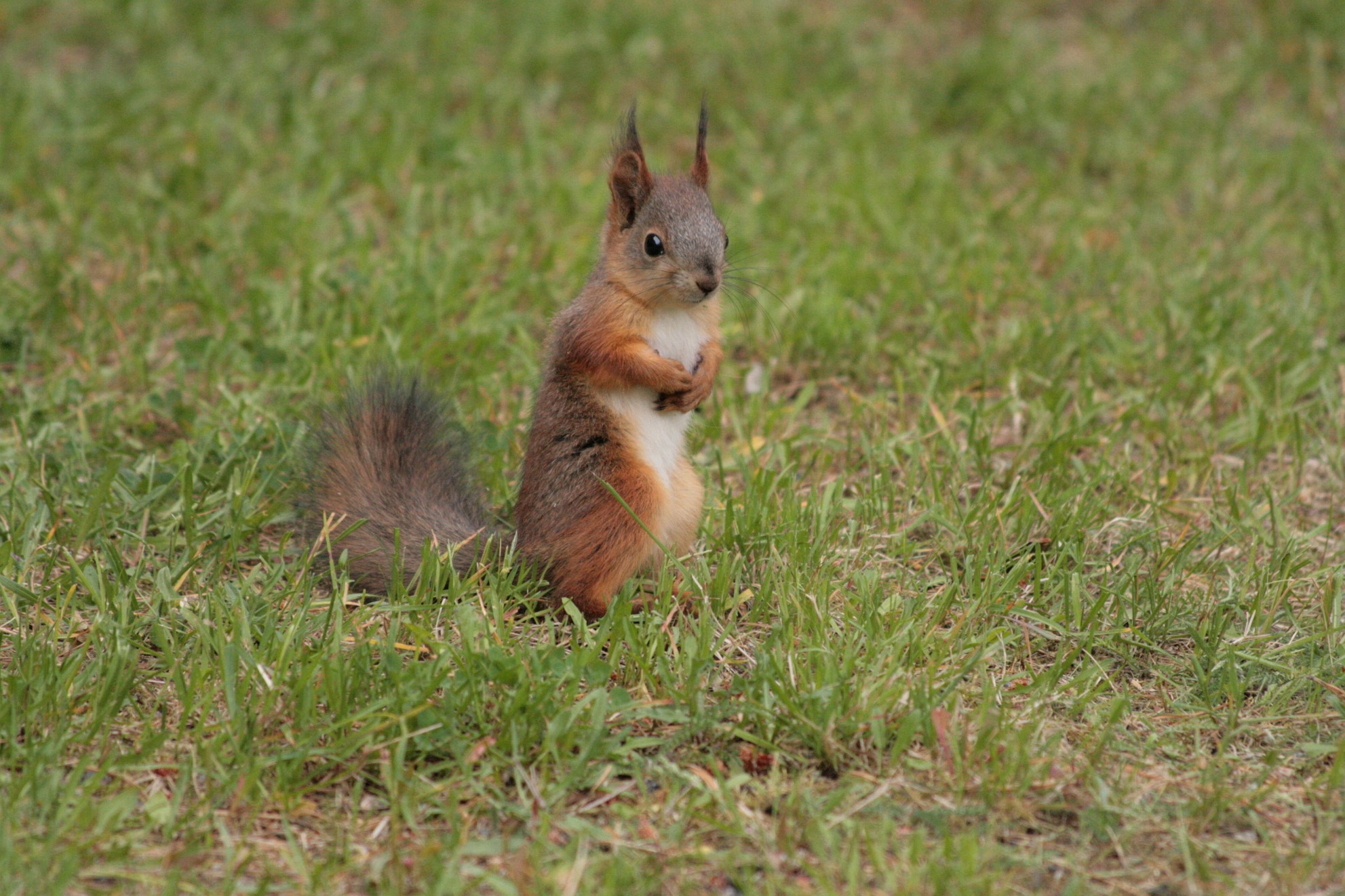 IMG_2293.JPG