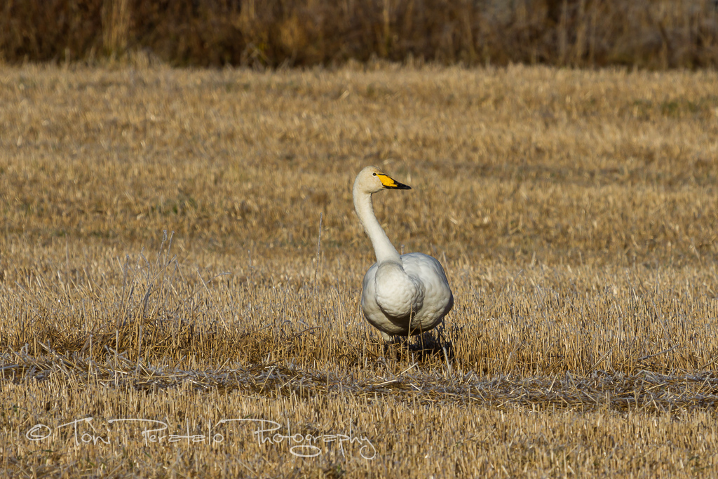 05_EOS7D_14012.jpg