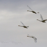 01_EOS7D_06228