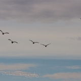 04_EOS7D_06267