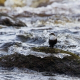 10_EOS7D_07946