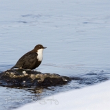12_EOS7D_07989