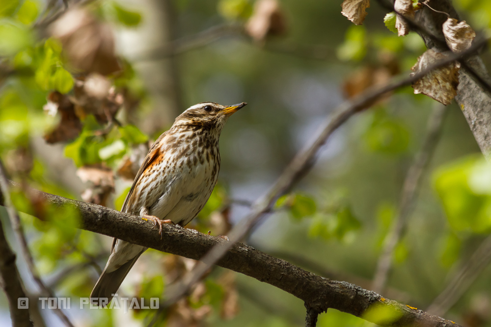 EOS7D_01749.jpg