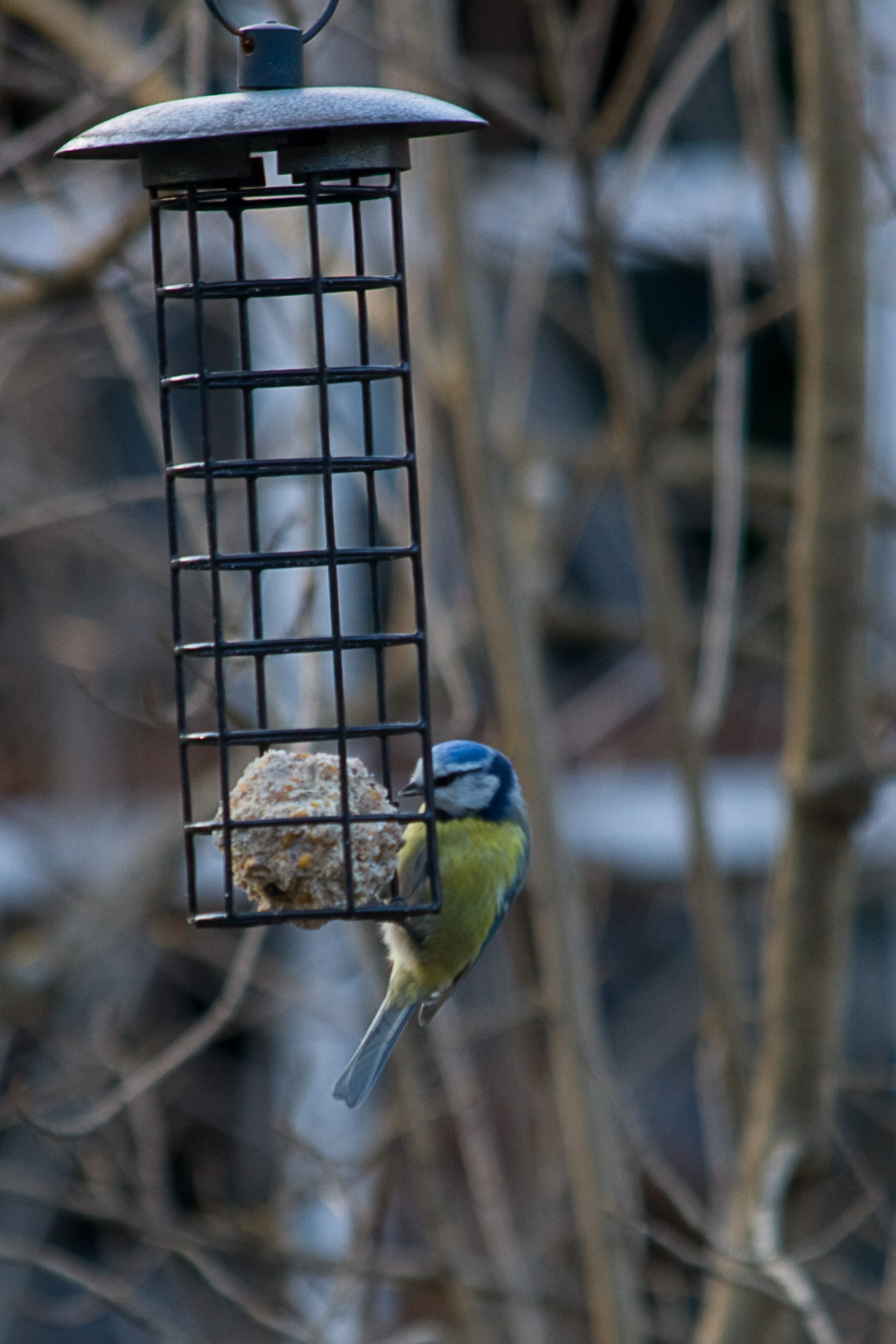 IMG_30072.JPG