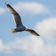 01_EOS7D_10025