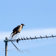 01_EOS7D_13803