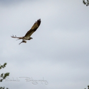 03_EOS7D_00209