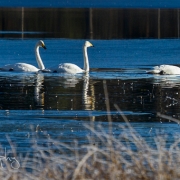 03_EOS7D_13991