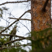 03_EOS7D_15955