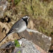 06_EOS7D_10184