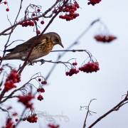 06_EOS7D_14020
