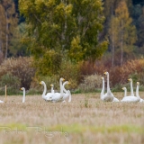 20131005_swan