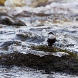 20140301_koskikara