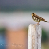 EOS7D_04640