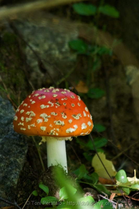 IMG_33423.JPG