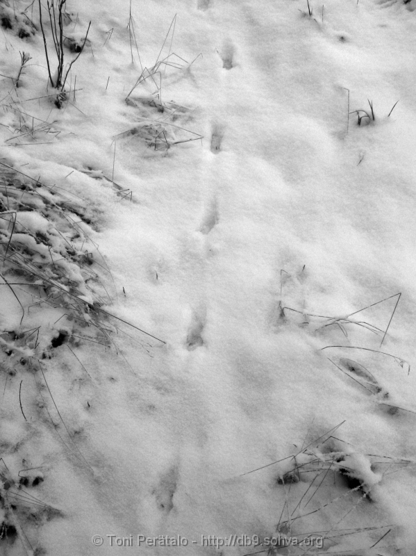 IMG_4018b.JPG - Footprints of the fox