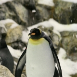 290_IMG_20458