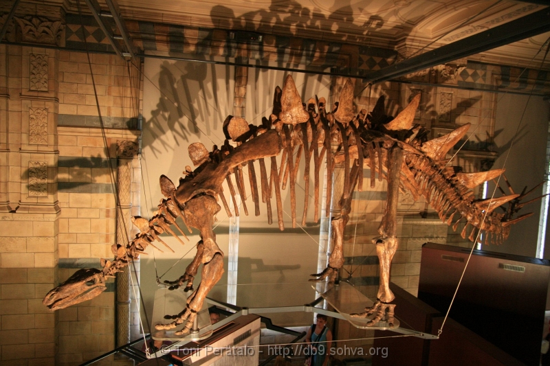 530_IMG_27989.JPG - Natural History Museum