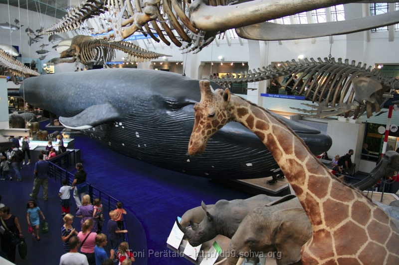540_IMG_28027.JPG - Natural History Museum
