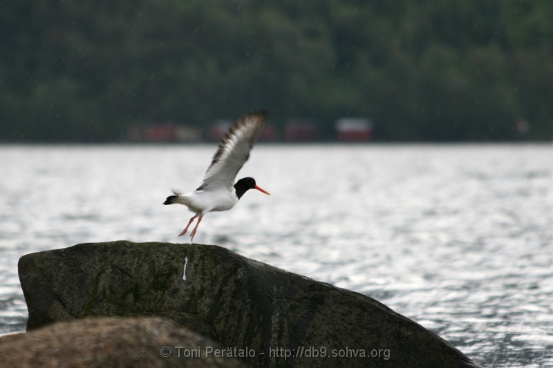 040_IMG_31541.JPG - Oyster catcher (Meriharakka)