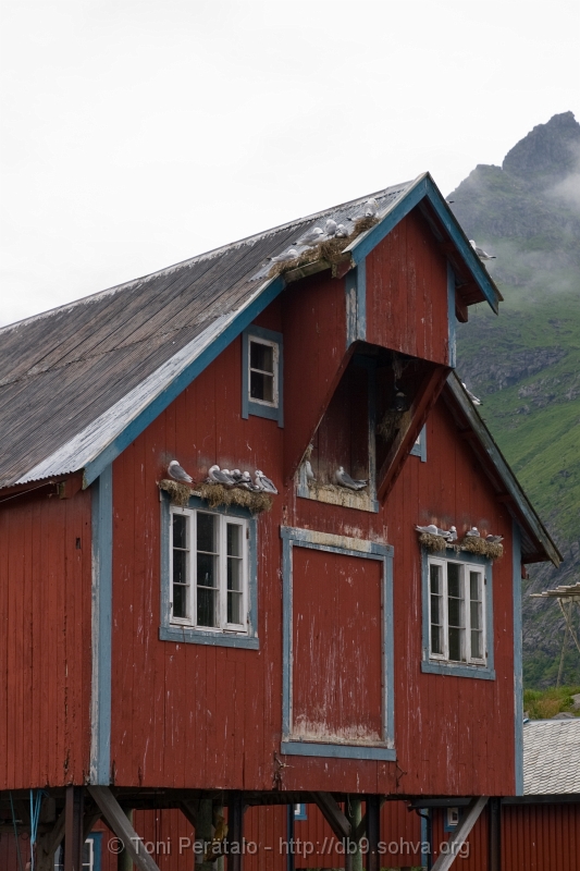 440_IMG_32233.JPG -  i Lofoten
