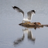 25_EOS7D_04739