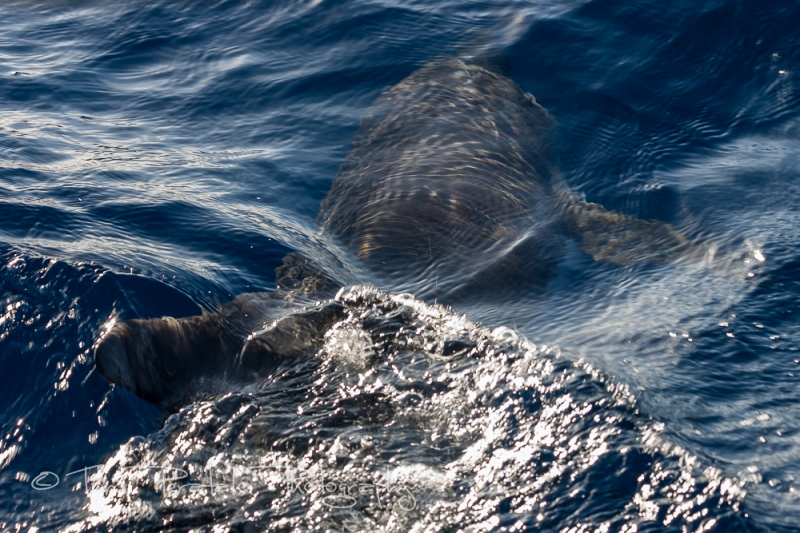 41_EOS400D_35896.jpg - Rough toothed dolphin