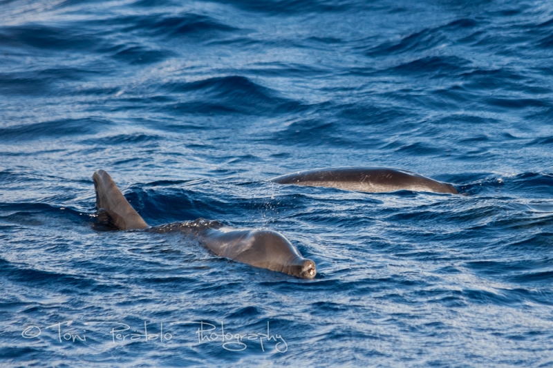 42_EOS400D_35924.jpg - Rough toothed dolphins