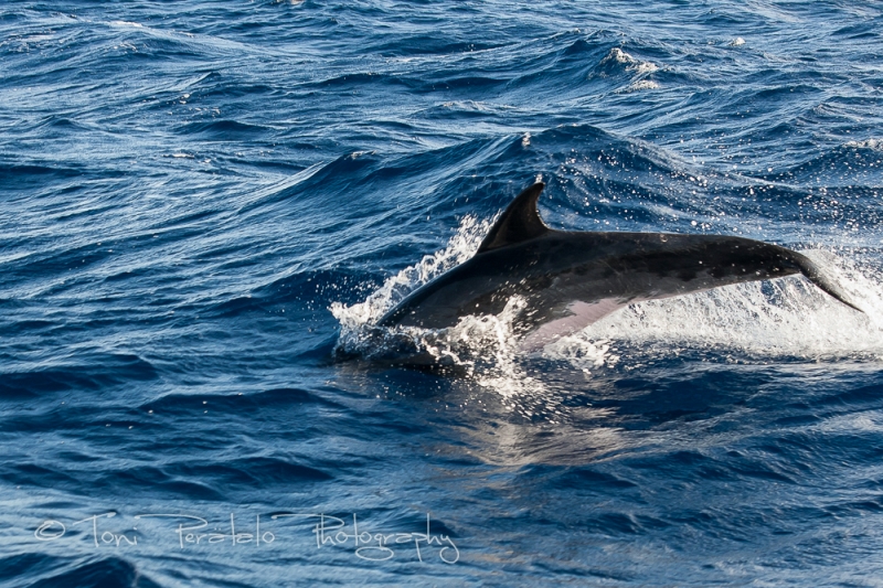 43_EOS400D_35952.jpg - Rough toothed dolphin
